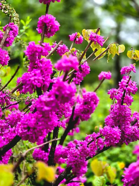 Kore doğa manzarası çiçekleri