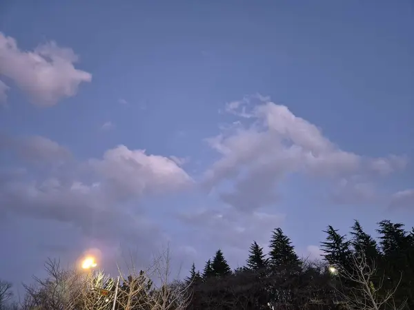 gökyüzü manzarası çiçek tomurcuğu ağaç doğa