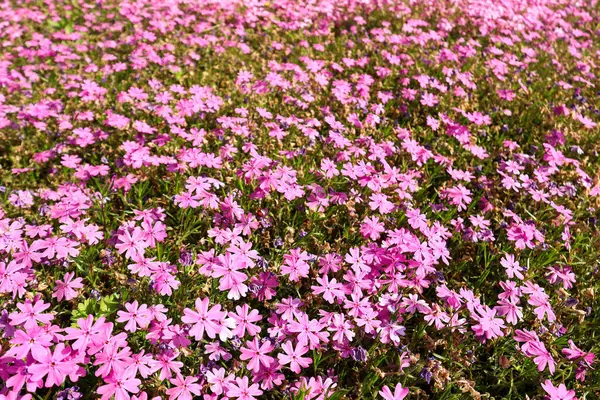 Mor çiçek çimi, pembe çiçek çimi, geniş park arka planı