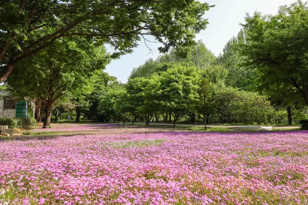 Mor çiçek çimi, pembe çiçek çimi, geniş park arka planı