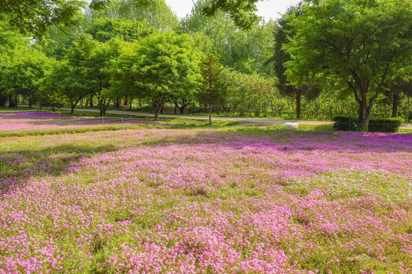 Mor çiçek çimi, pembe çiçek çimi, geniş park arka planı