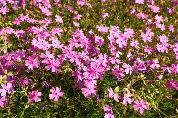 Mor çiçek çimi, pembe çiçek çimi, geniş park arka planı