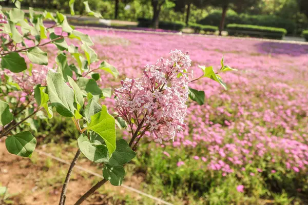 Mor çiçek çimi, pembe çiçek çimi, geniş park arka planı