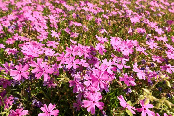 Mor çiçek çimi, pembe çiçek çimi, geniş park arka planı