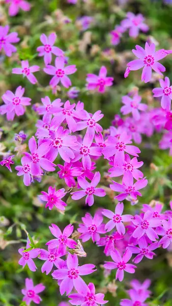 Mor çiçek çimi, pembe çiçek çimi, geniş park arka planı