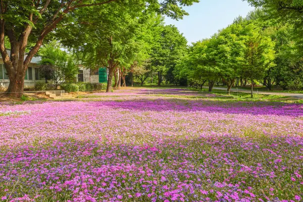 Mor çiçek çimi, pembe çiçek çimi, geniş park arka planı