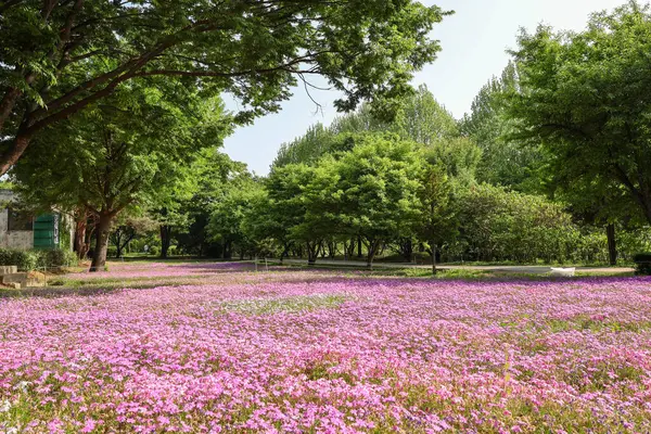     Büyük bir parkta mor pembe çiçek otları