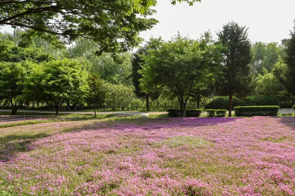     Büyük bir parkta mor pembe çiçek otları