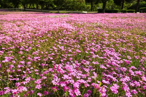     Büyük bir parkta mor pembe çiçek otları
