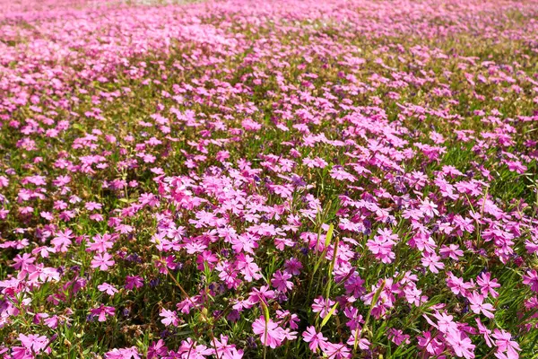     Büyük bir parkta mor pembe çiçek otları