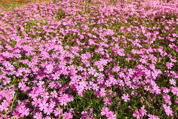     Büyük bir parkta mor pembe çiçek otları