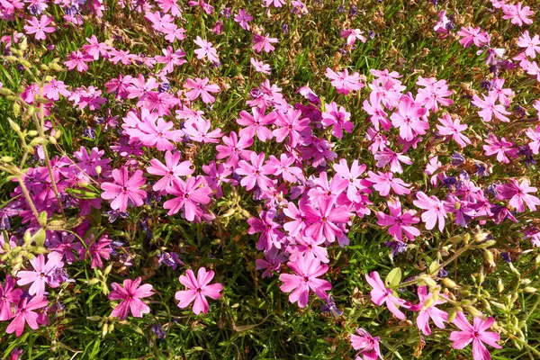     Büyük bir parkta mor pembe çiçek otları