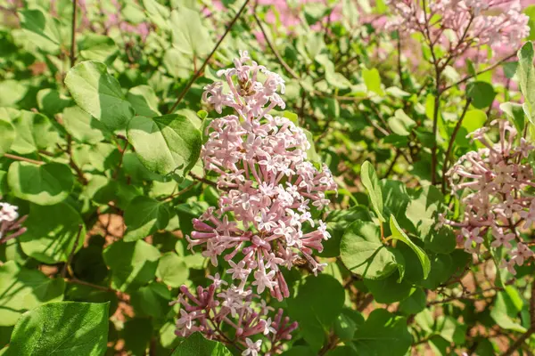     Büyük bir parkta mor pembe çiçek otları