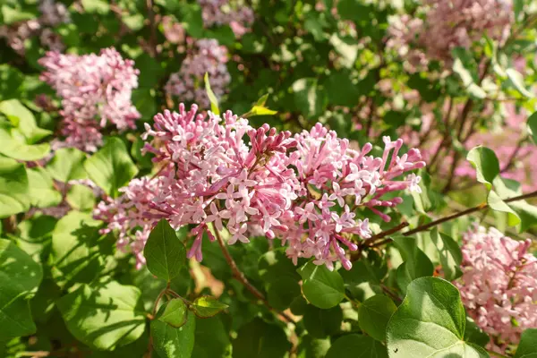     Büyük bir parkta mor pembe çiçek otları