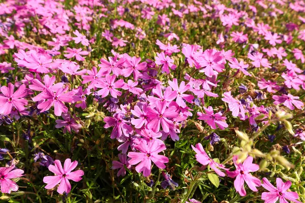     Büyük bir parkta mor pembe çiçek otları