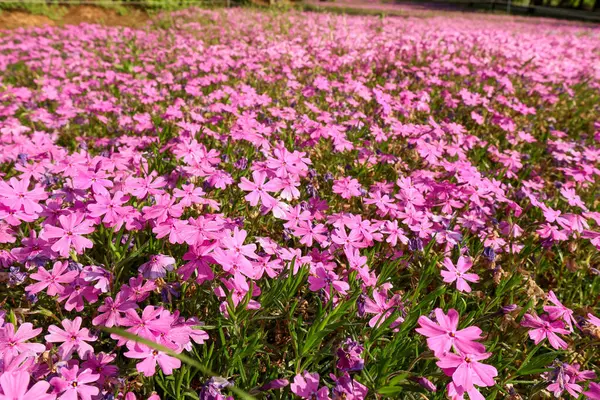     Büyük bir parkta mor pembe çiçek otları