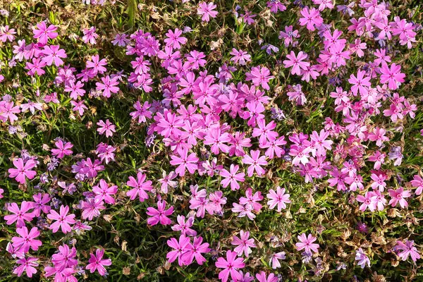     Büyük bir parkta mor pembe çiçek otları