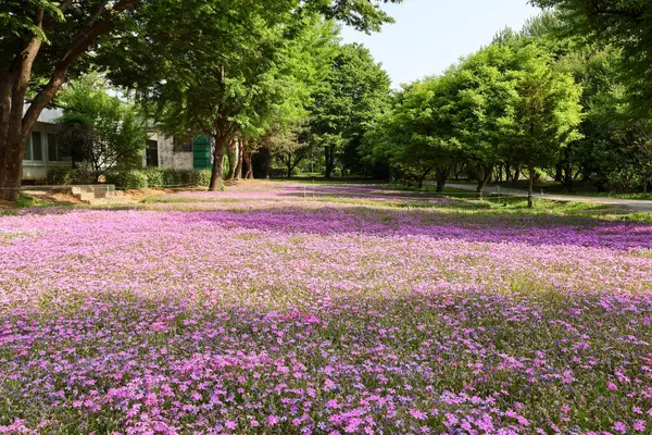     Büyük bir parkta mor pembe çiçek otları