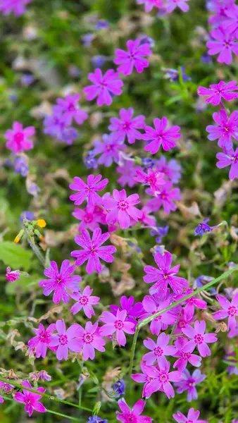     Büyük bir parkta mor pembe çiçek otları