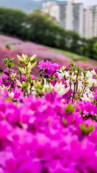 Mor açelyalarla dolu Kore parkı.