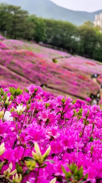 Mor açelyalarla dolu Kore parkı.