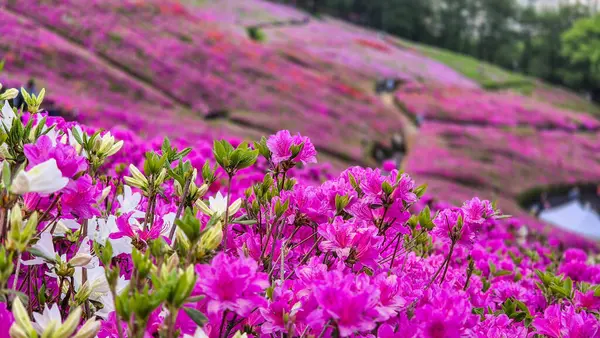 Mor açelyalarla dolu Kore parkı.