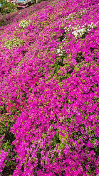 Mor açelyalarla dolu Kore parkı.