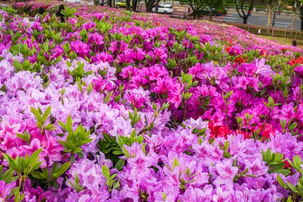 Mor açelyalarla dolu Kore parkı.