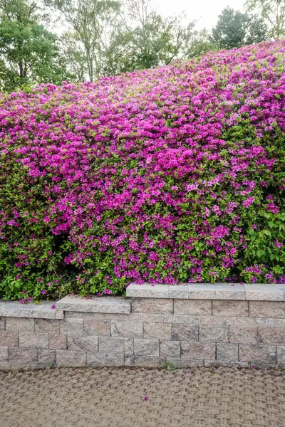 Mor açelyalarla dolu Kore parkı.