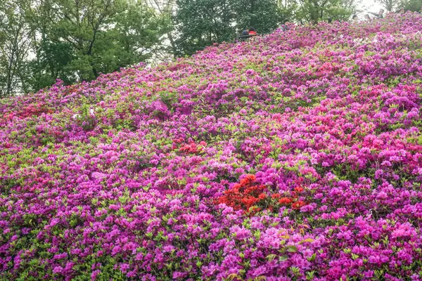 Mor açelyalarla dolu Kore parkı.