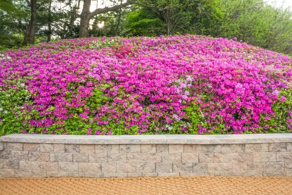 Mor açelyalarla dolu Kore parkı.