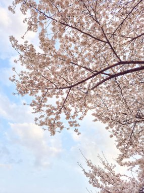 bahar gökyüzü kiraz ağacı mavi gökyüzü arkaplanı