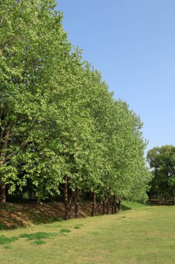 Sonbahar atmosferli yaz parkı manzarası