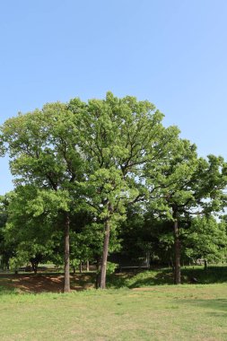 Yaz doğası mavi gökyüzü yeşil arkaplan resmi