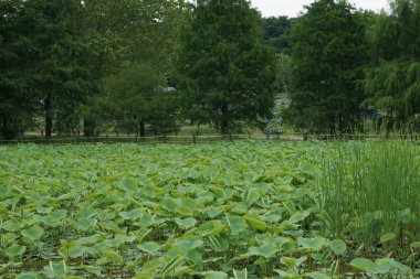Nilüfer arkaplan ormanı sakin atmosfer