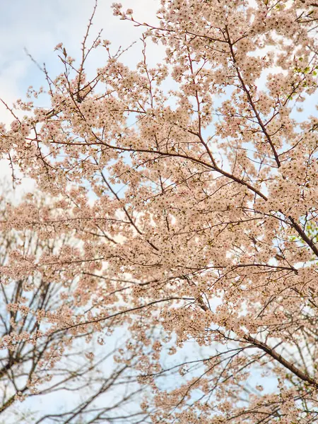 bahar gökyüzü kiraz ağacı mavi gökyüzü arkaplanı