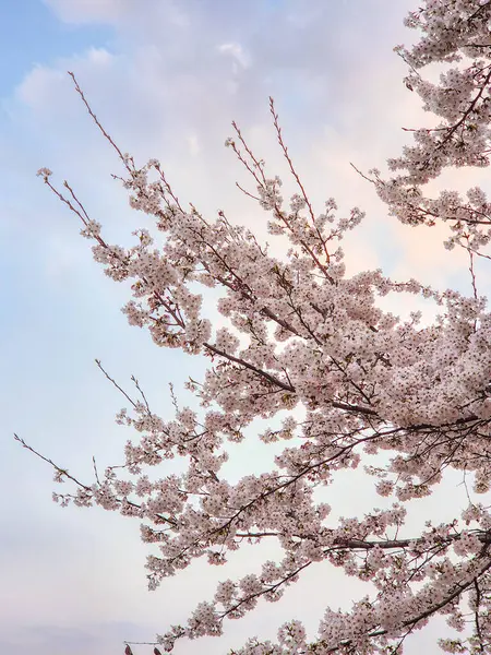 bahar gökyüzü kiraz ağacı mavi gökyüzü arkaplanı