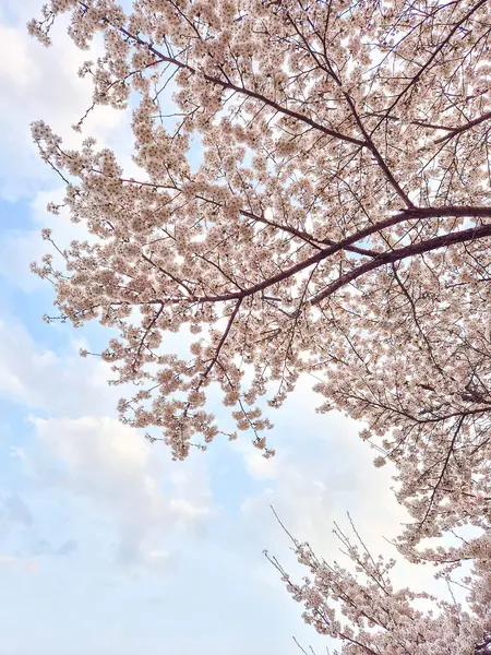 bahar gökyüzü kiraz ağacı mavi gökyüzü arkaplanı
