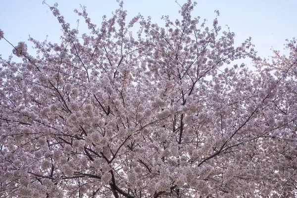 bahar gökyüzü kiraz ağacı mavi gökyüzü arkaplanı