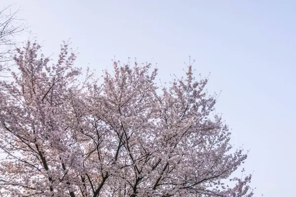 bahar gökyüzü kiraz ağacı mavi gökyüzü arkaplanı