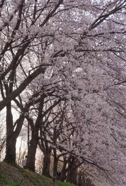bahar gökyüzü kiraz ağacı mavi gökyüzü arkaplanı