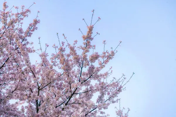 bahar gökyüzü kiraz ağacı mavi gökyüzü arkaplanı