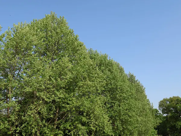 Sonbahar atmosferli yaz parkı manzarası