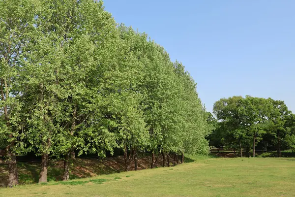 Sonbahar atmosferli yaz parkı manzarası