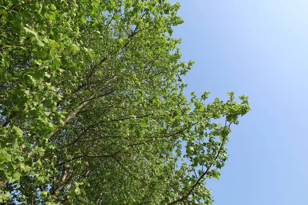 Sonbahar atmosferli yaz parkı manzarası