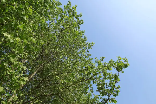 Yaz doğası mavi gökyüzü yeşil arkaplan resmi