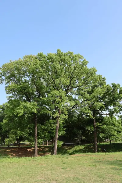 Yaz doğası mavi gökyüzü yeşil arkaplan resmi