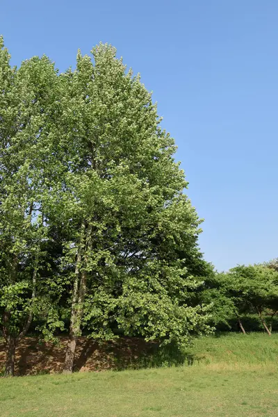 Yaz doğası mavi gökyüzü yeşil arkaplan resmi