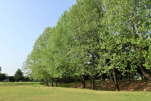 Yaz doğası mavi gökyüzü yeşil arkaplan resmi