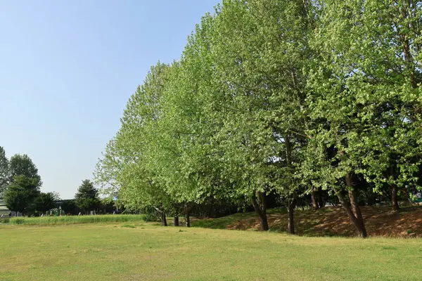 Yaz doğası mavi gökyüzü yeşil arkaplan resmi